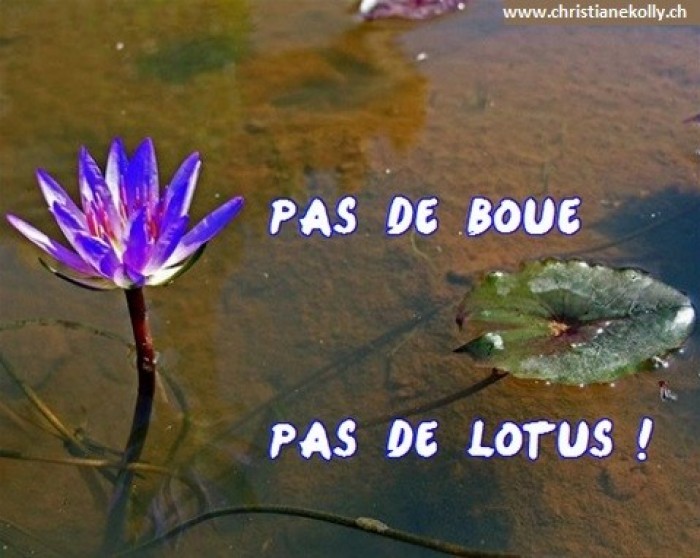 Pas de boue, pas de lotus !